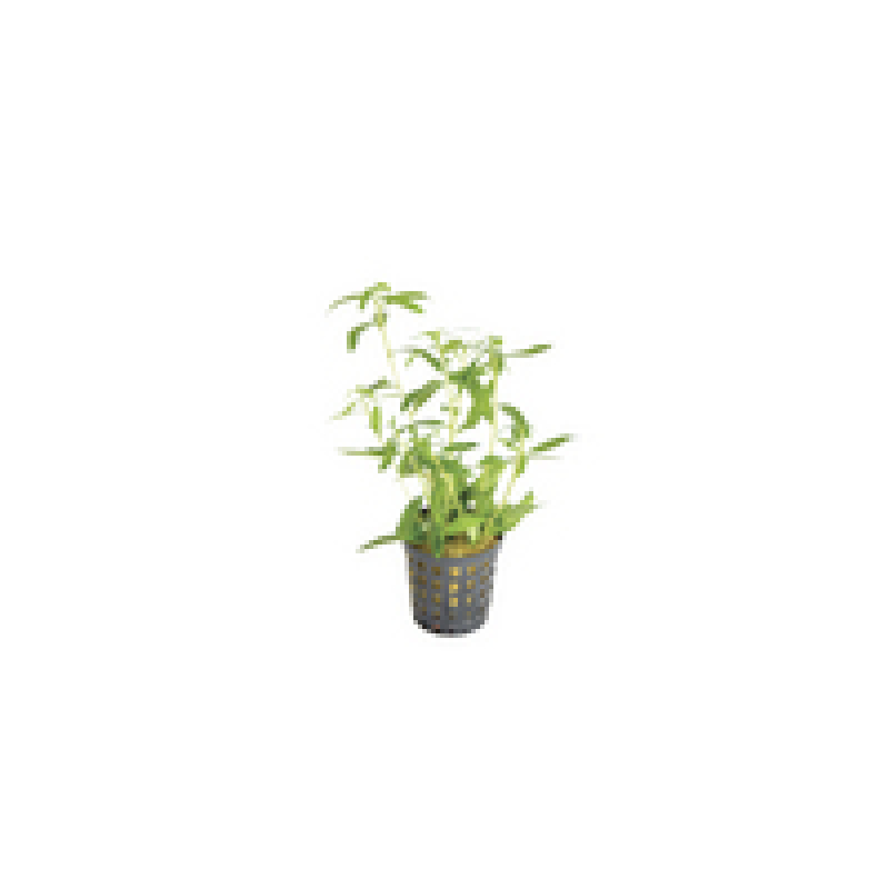 6x Proserpinaca Palustris